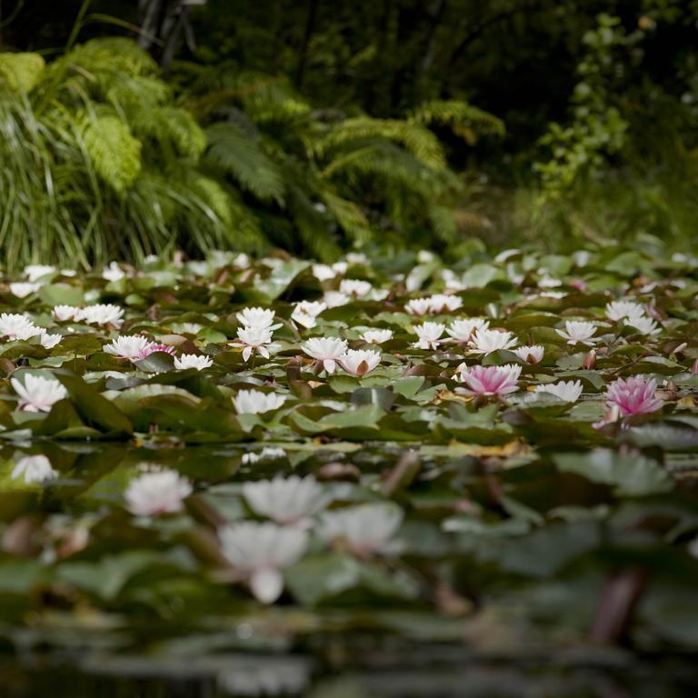 Bed and Breakfast Rapaura Watergardens Tapu Esterno foto